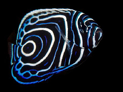 Juvenile Emperor Angelfish, East Timor by Doug Anderson 